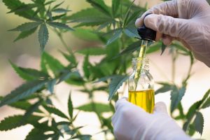 Cannabis Oil - zkušenosti - dávkování - složení - jak to funguje?
